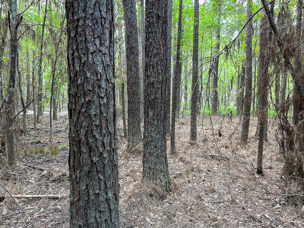 County Line Road, Livingston, Texas image 19