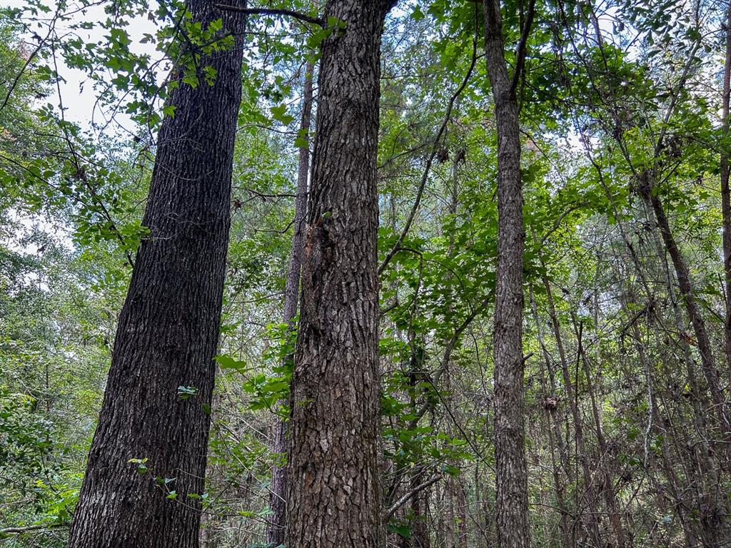 County Line Road, Livingston, Texas image 20