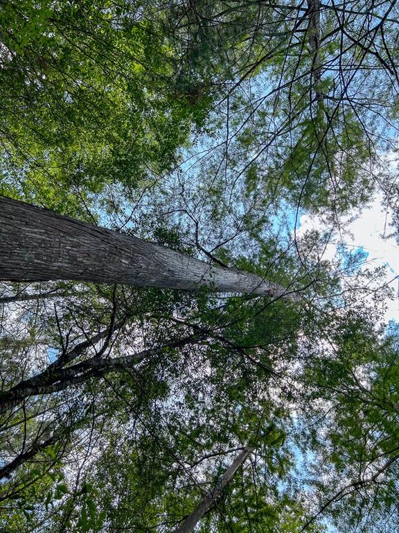 County Line Road, Livingston, Texas image 3