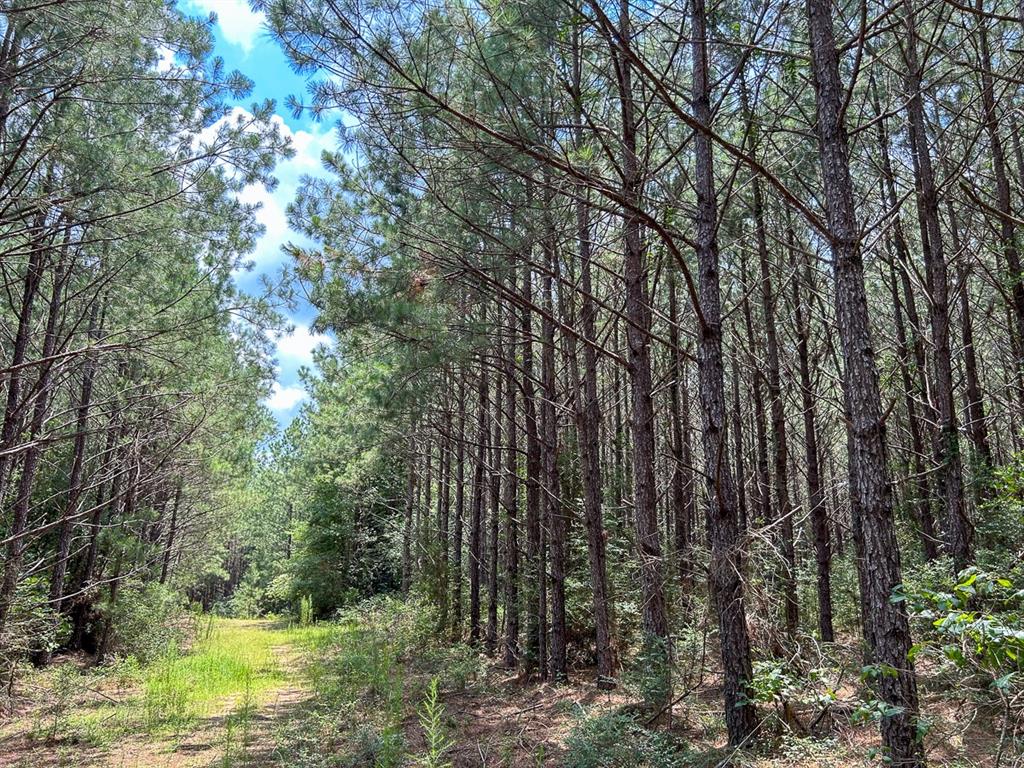 County Line Road, Livingston, Texas image 10