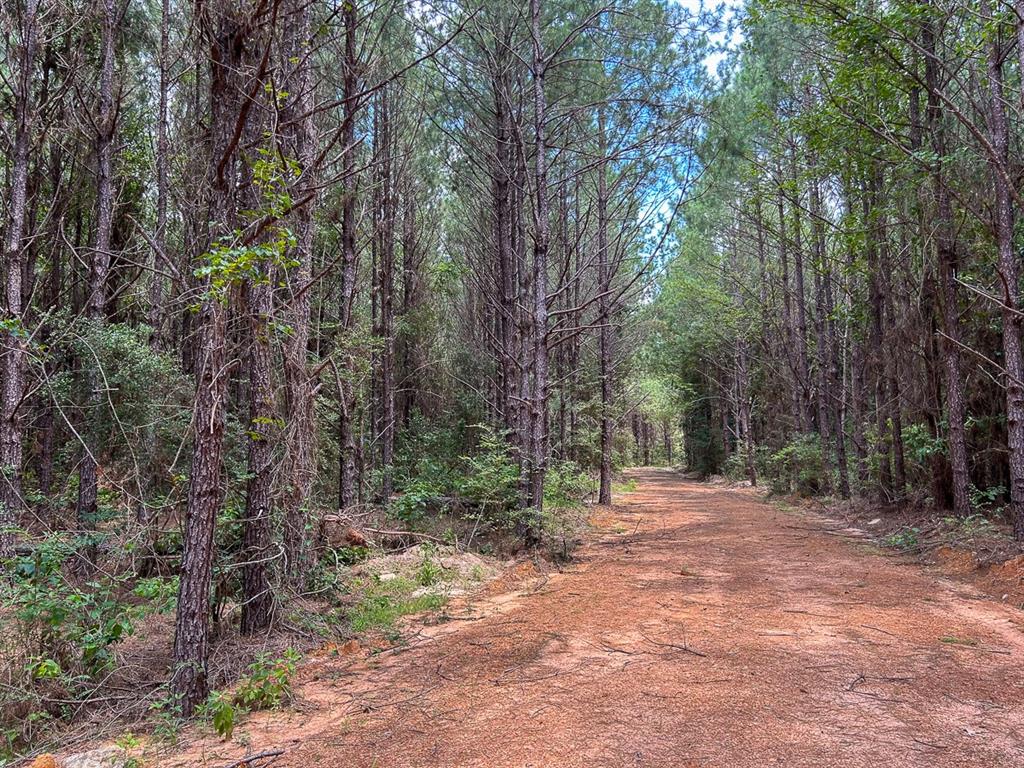 County Line Road, Livingston, Texas image 15