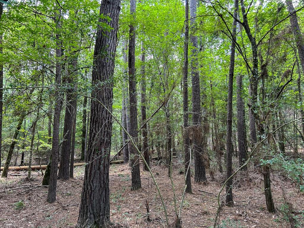 County Line Road, Livingston, Texas image 6