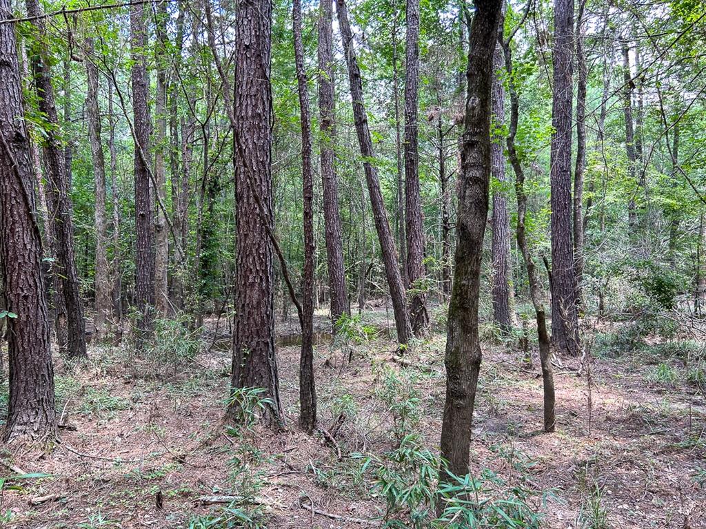 County Line Road, Livingston, Texas image 1