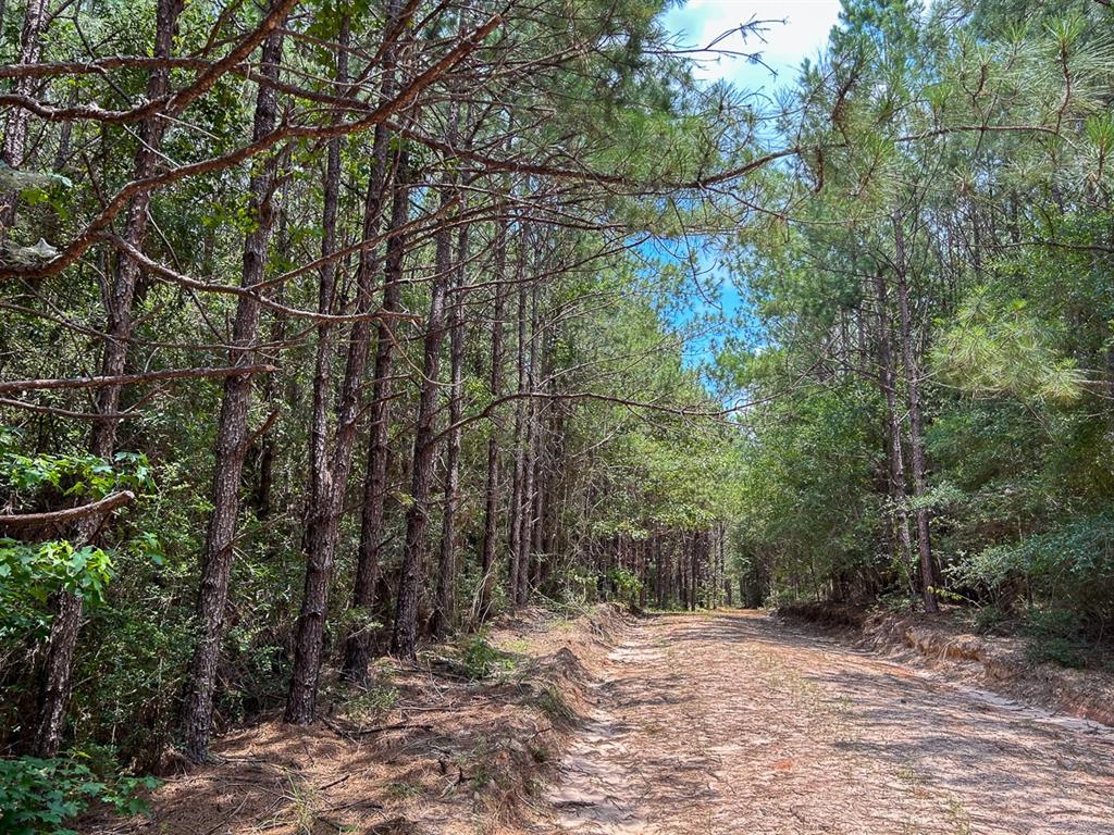 County Line Road, Livingston, Texas image 13