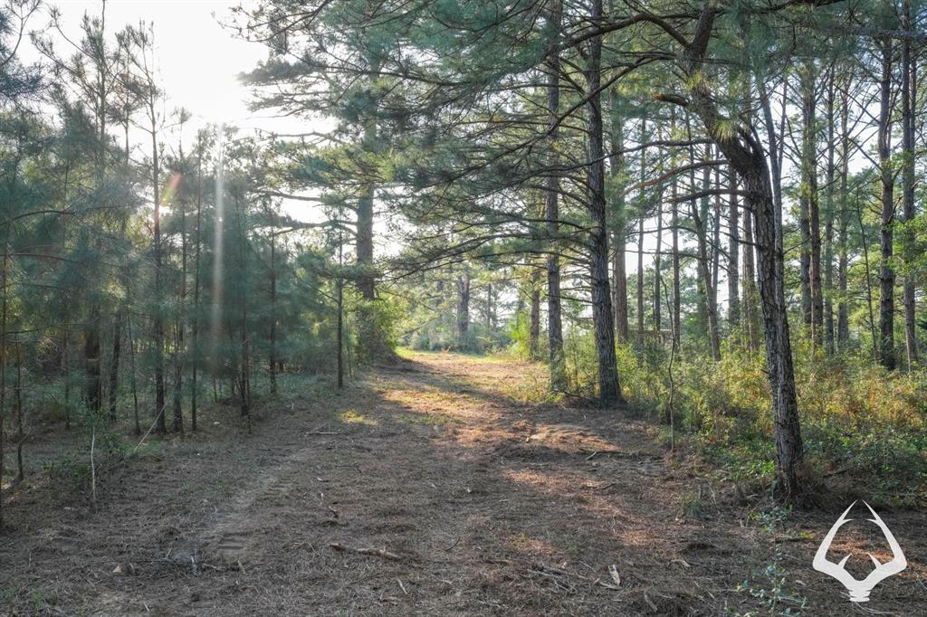 850 County Road 4390, Hillister, Texas image 17