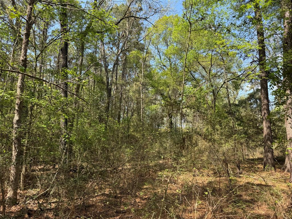 Lot 10 Lantern Lane, Conroe, Texas image 3