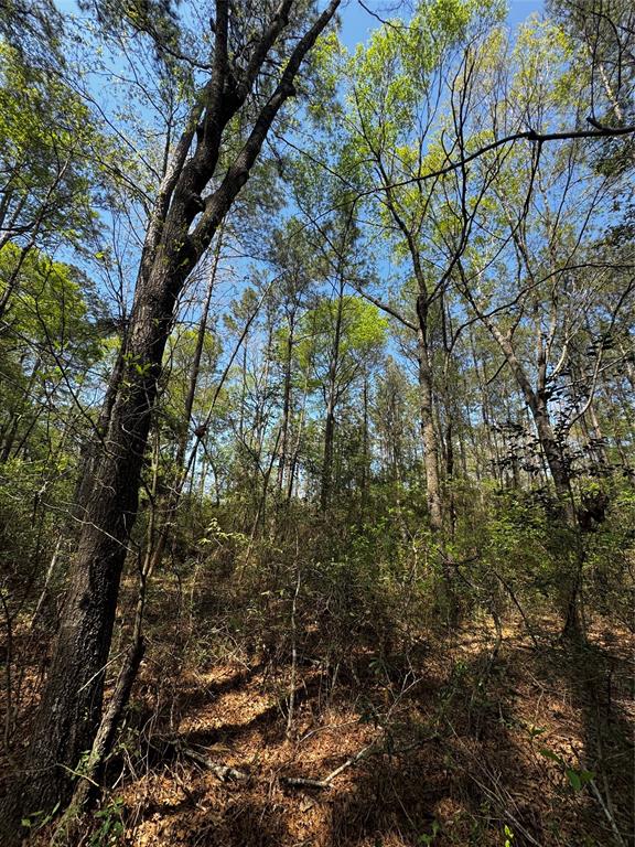 Lot 10 Lantern Lane, Conroe, Texas image 7