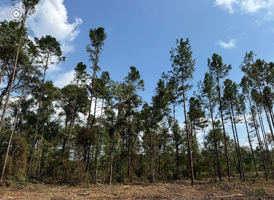 TBD Howell Road, Corrigan, Texas image 17