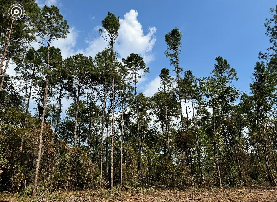 TBD Howell Road, Corrigan, Texas image 18