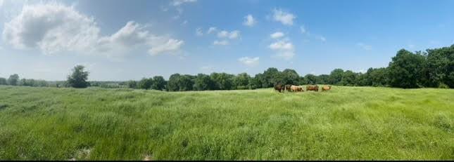 TBD County Road 123, Centerville, Texas image 34