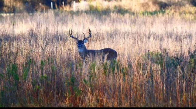 TBD County Road 123, Centerville, Texas image 4