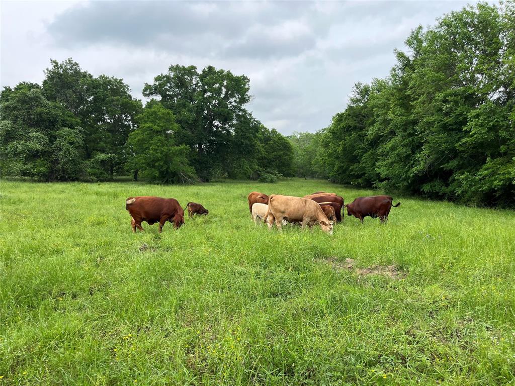 TBD County Road 123, Centerville, Texas image 13