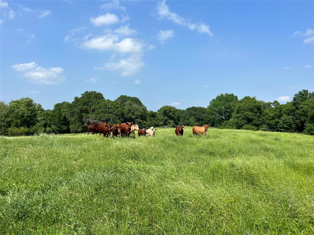 TBD County Road 123, Centerville, Texas image 35