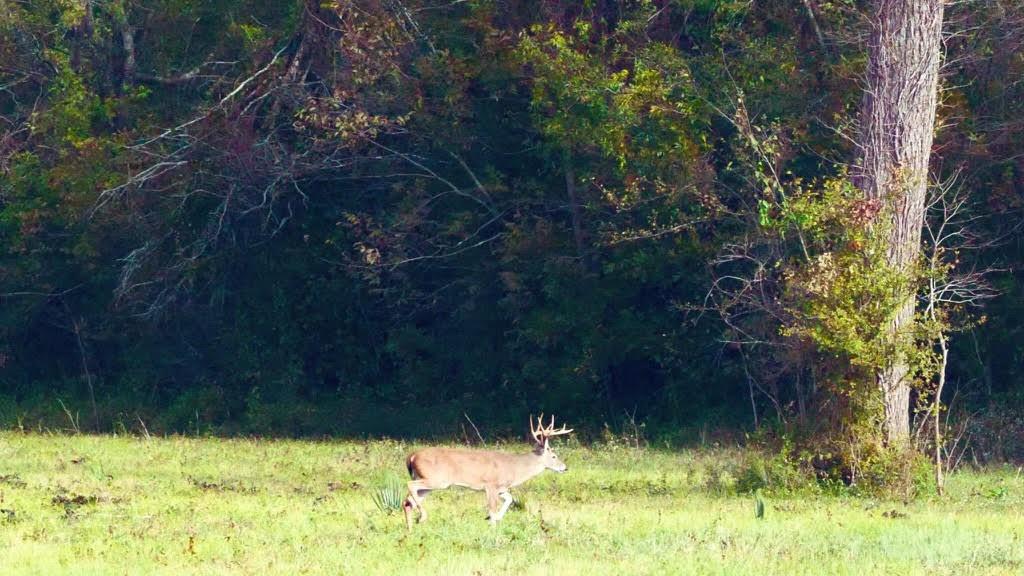 TBD County Road 123, Centerville, Texas image 38