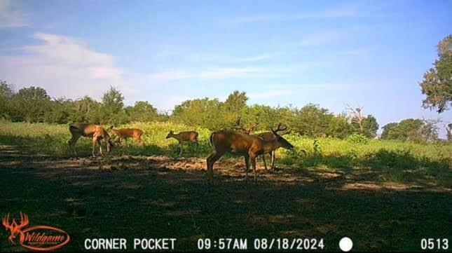 TBD County Road 123, Centerville, Texas image 37