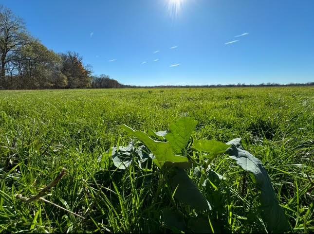 TBD County Road 123, Centerville, Texas image 33