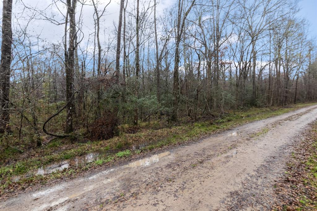 Wolfe Creek Road, Shepherd, Texas image 3