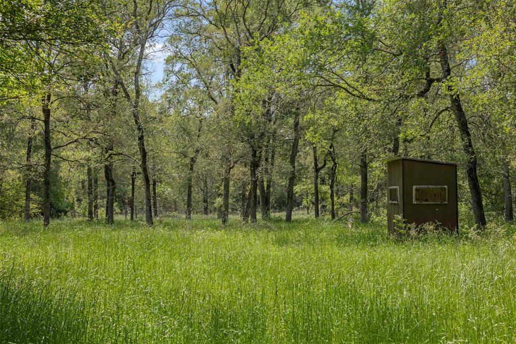 +/- 200 AC Dawkins Road, Normangee, Texas image 15
