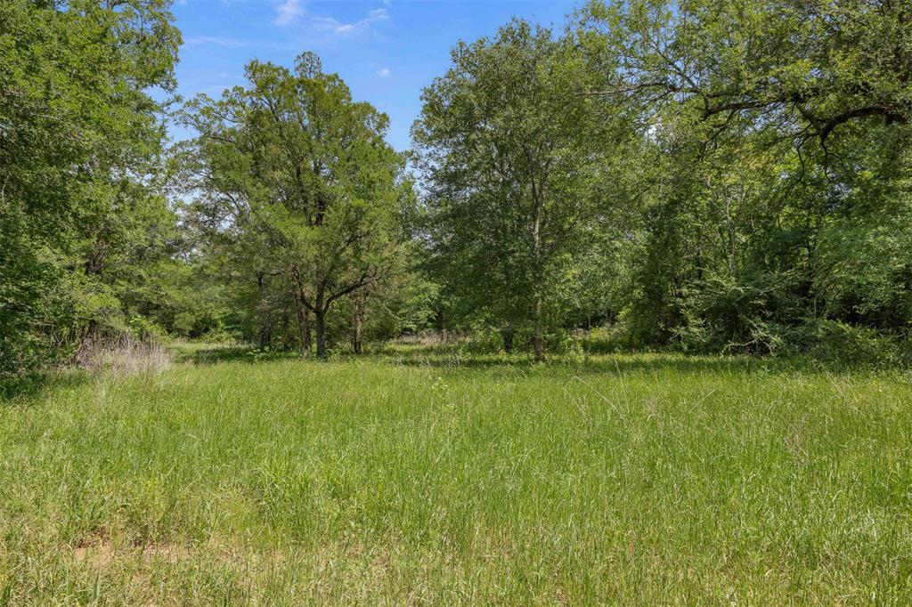 +/- 200 AC Dawkins Road, Normangee, Texas image 7