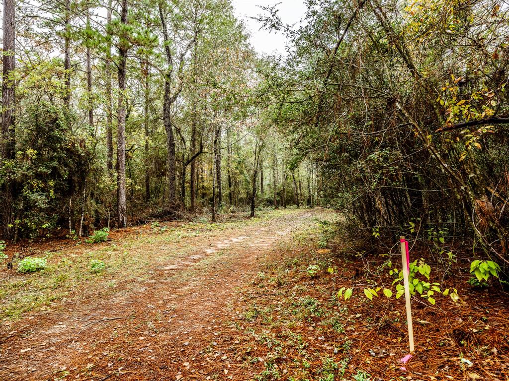 Jones Road, New Waverly, Texas image 4