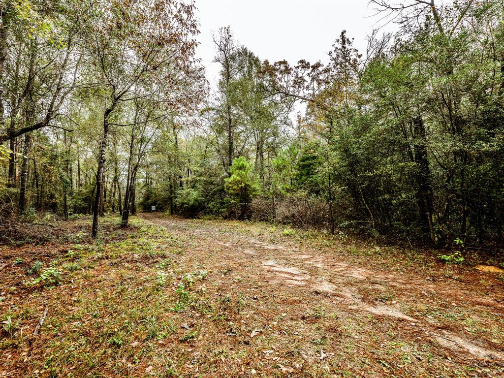 Jones Road, New Waverly, Texas image 3