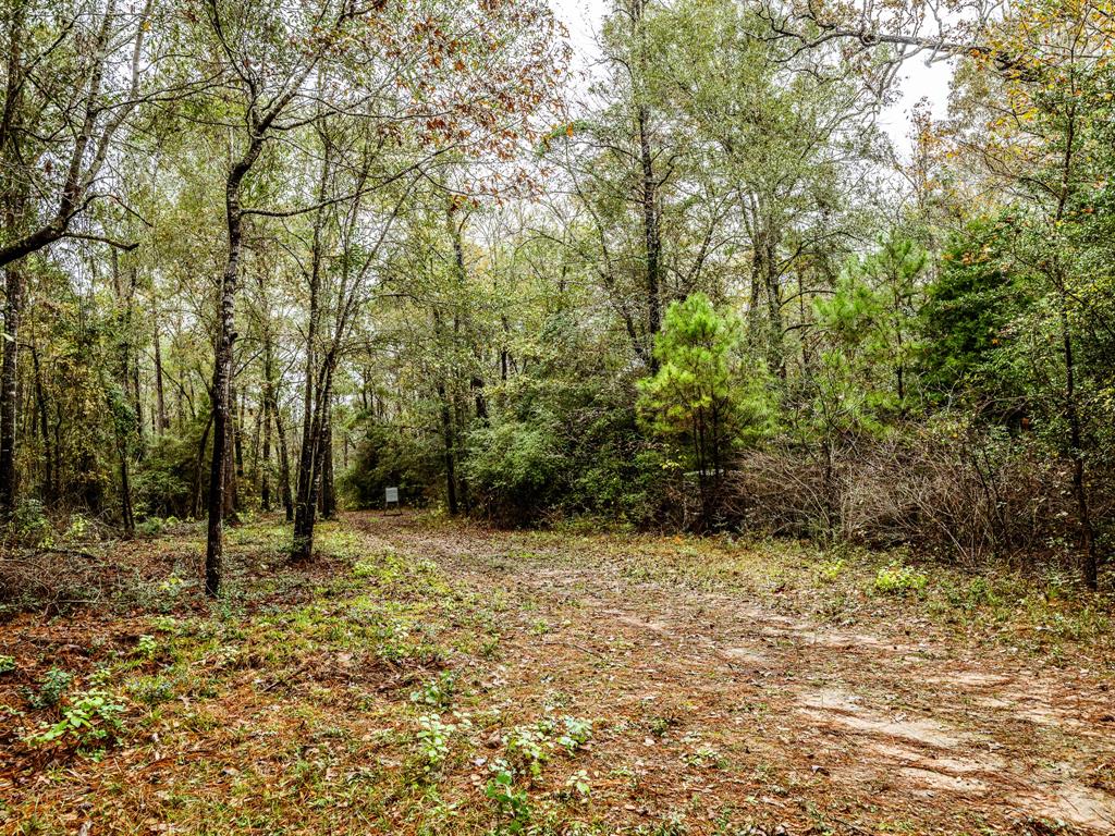 Jones Road, New Waverly, Texas image 1