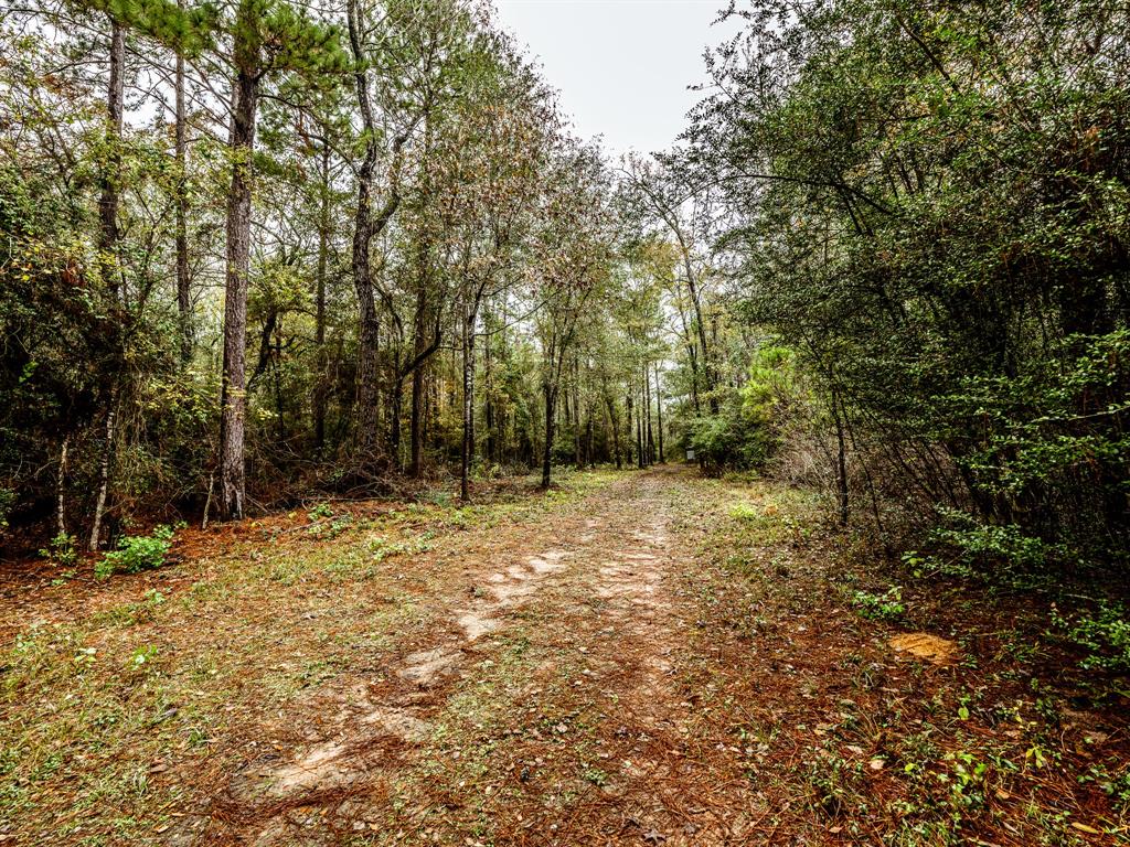 Jones Road, New Waverly, Texas image 2