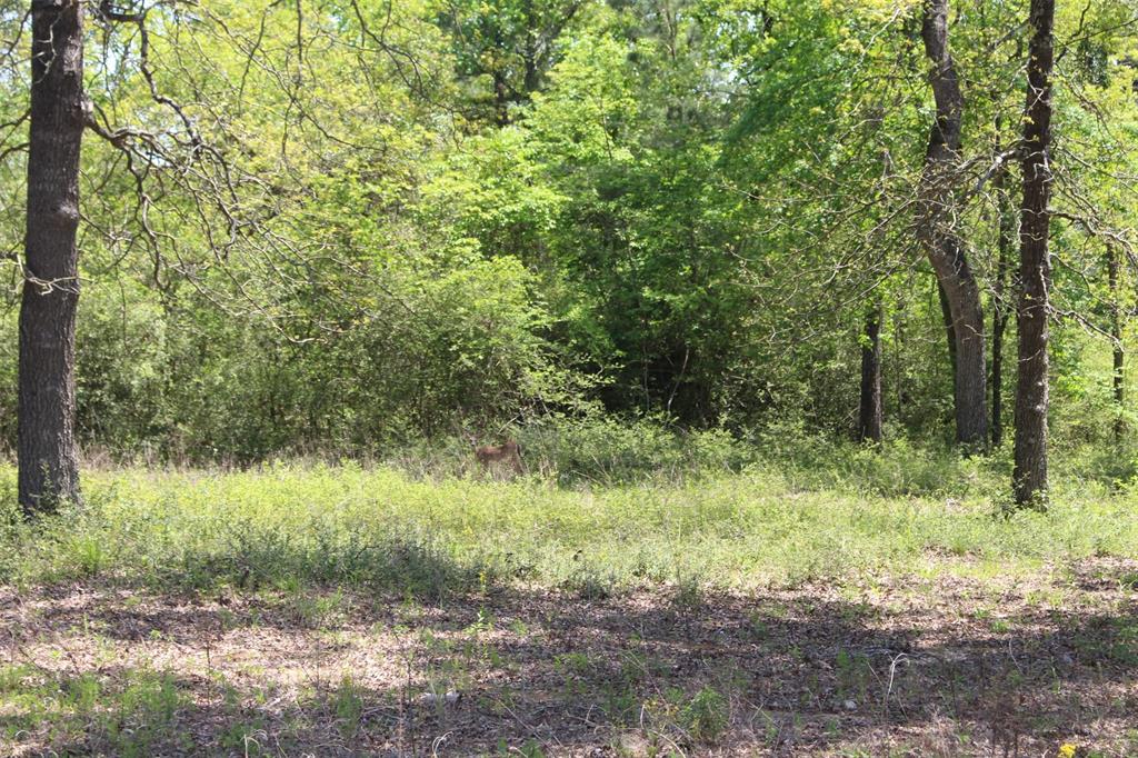 Tract 71 Private Road 1315, Centerville, Texas image 6