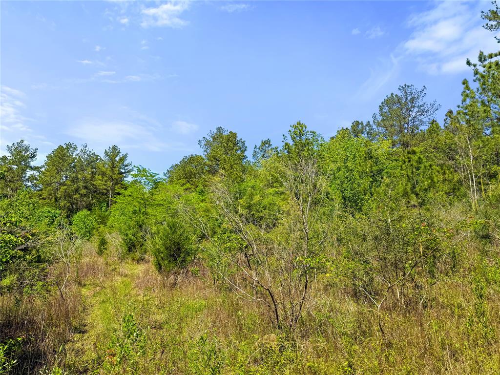 TBD Hwy 1745, Colmesneil, Texas image 24