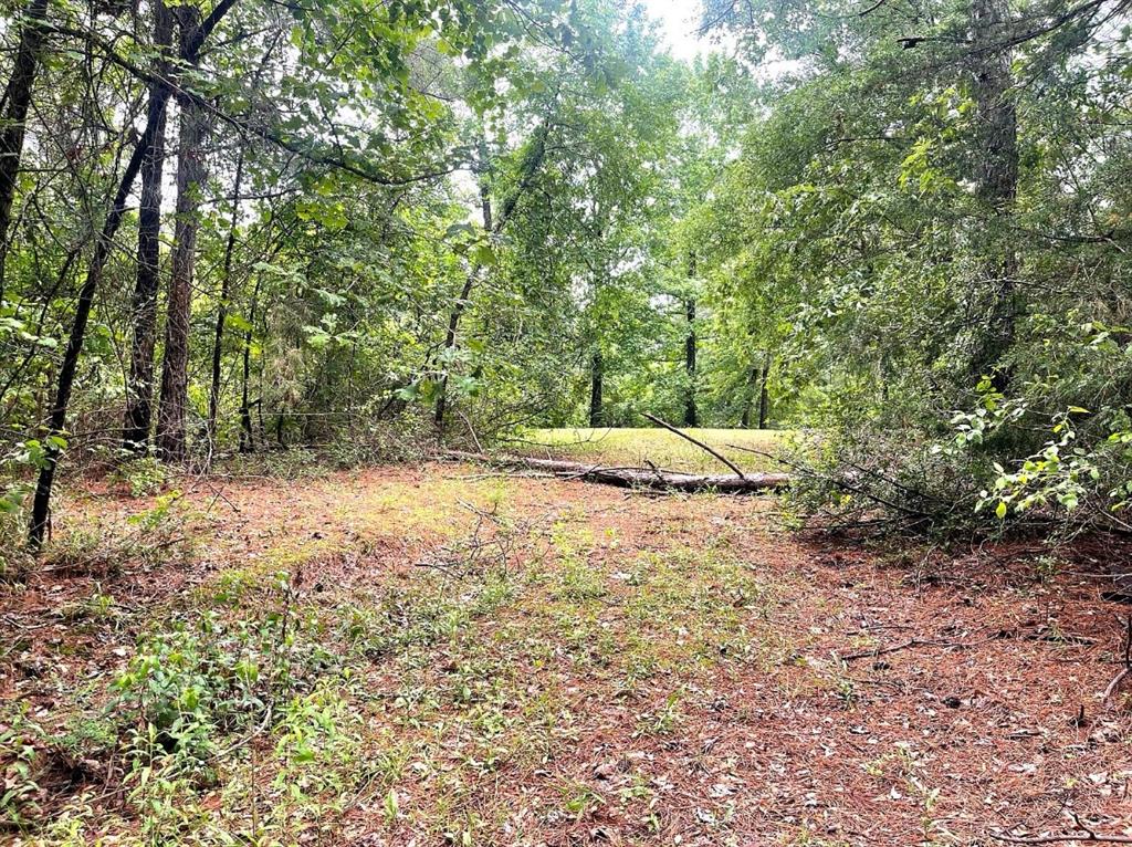 Forest Service Road 543, Kennard, Texas image 3