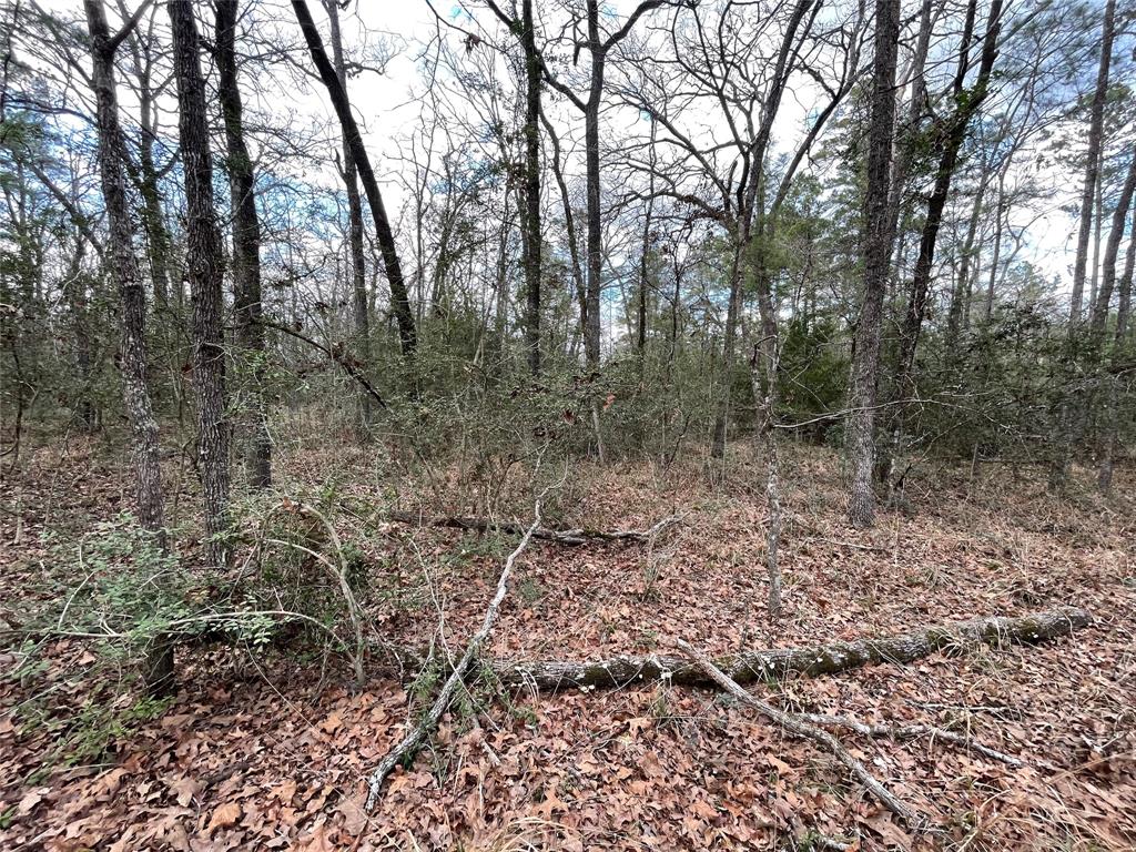 TBD Fir Court, Huntsville, Texas image 10