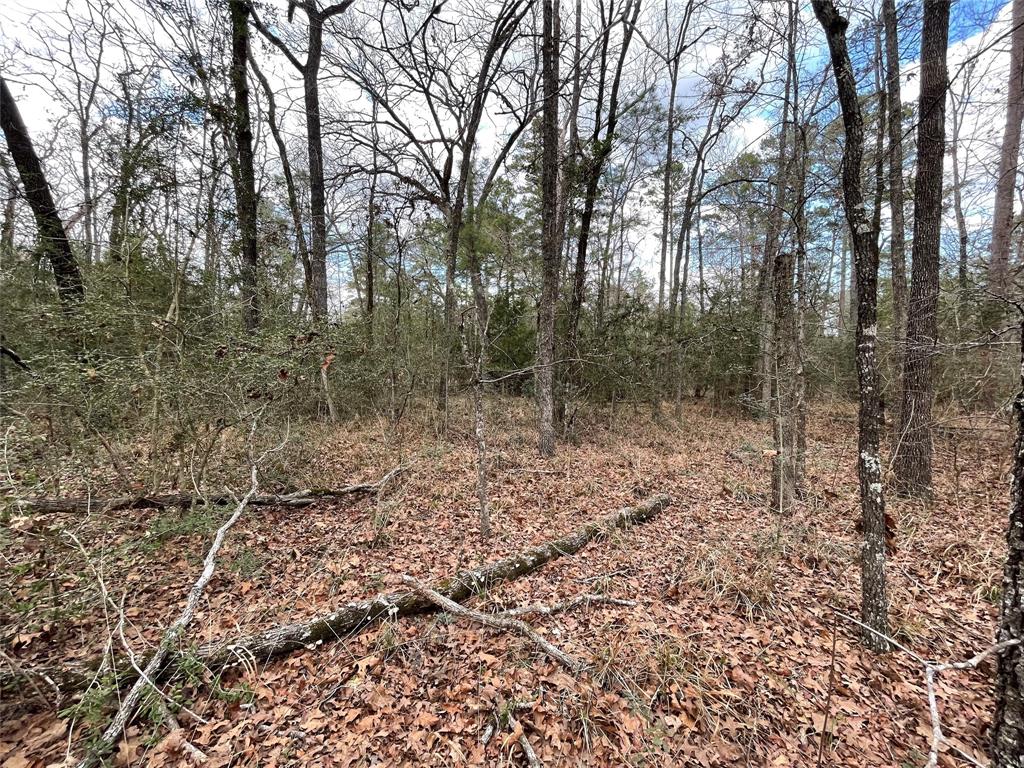 TBD Fir Court, Huntsville, Texas image 9