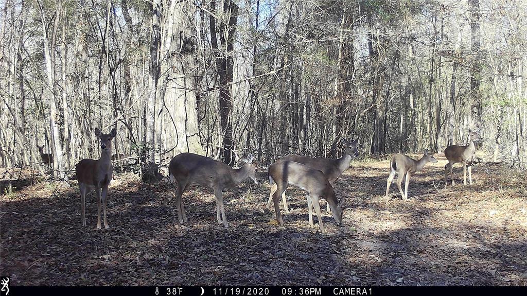 3475 Fm 352, Corrigan, Texas image 30