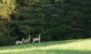 6-6-277 Dipping Vat Rd Road, Huntsville, Texas image 9