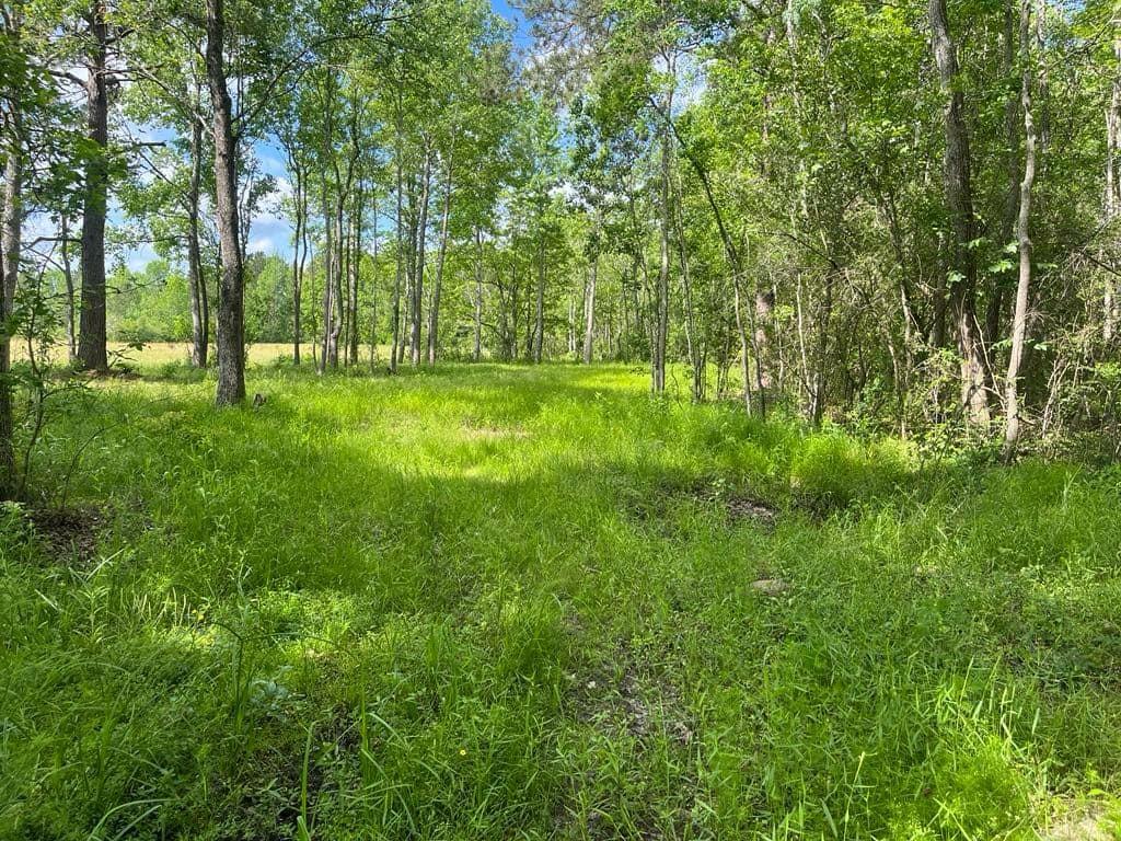 TBD Fm 770 Road, Batson, Texas image 10