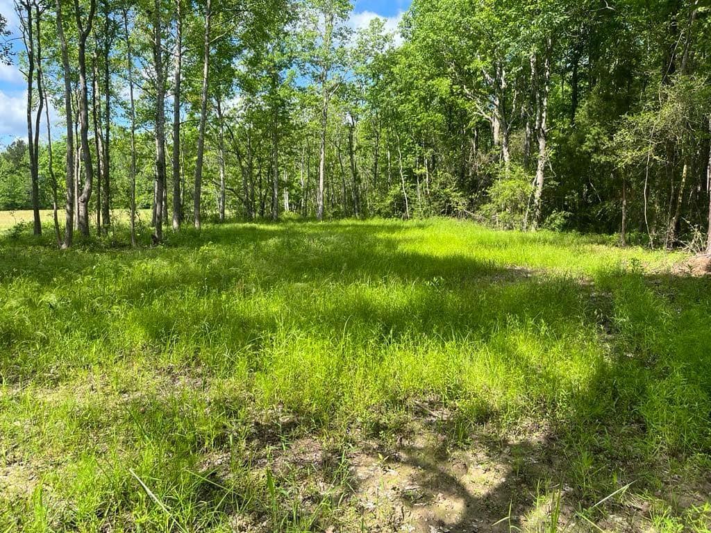TBD Fm 770 Road, Batson, Texas image 9