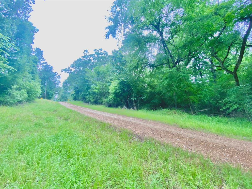 TBD Forest Road, Crockett, Texas image 6