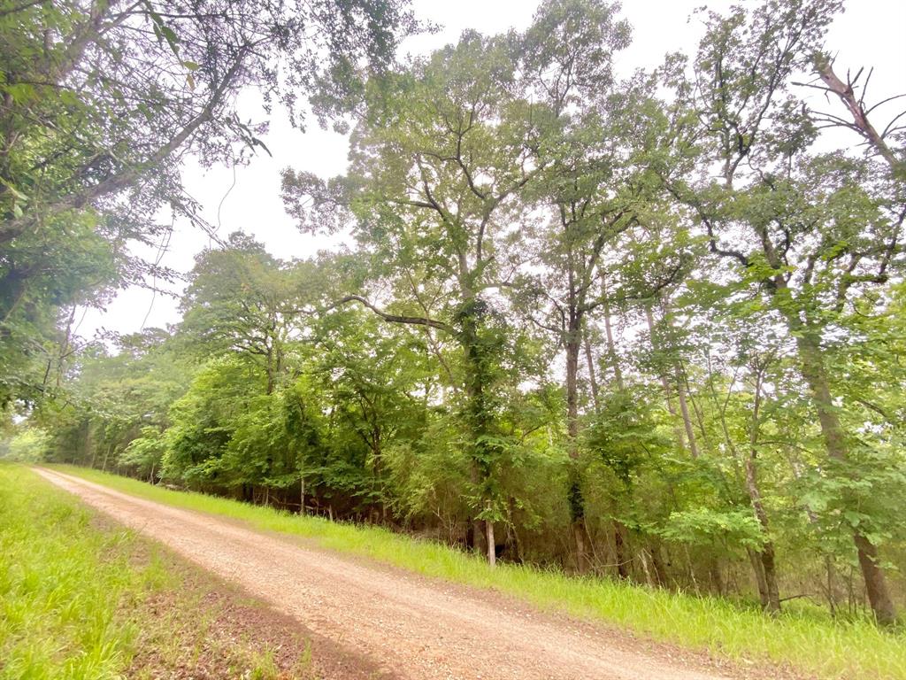 TBD Forest Road, Crockett, Texas image 8