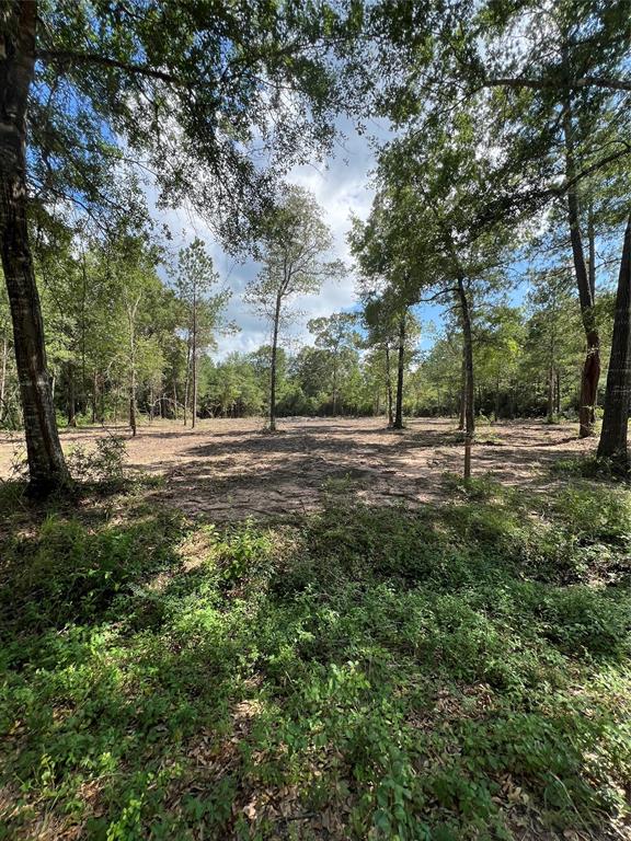 TBD Lot 3 Deerwood Drive, Plantersville, Texas image 4