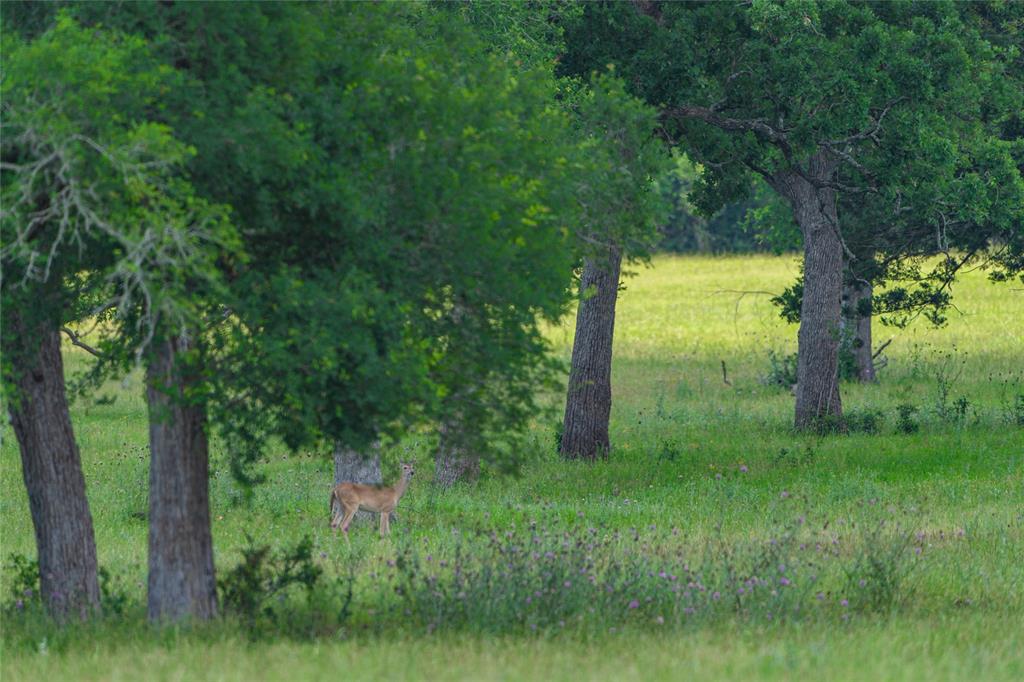 N Meyersville Road, Chappell Hill, Texas image 7