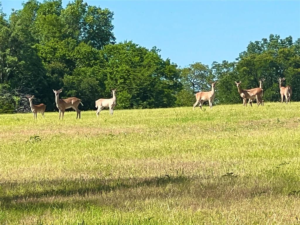 N Meyersville Road, Chappell Hill, Texas image 15