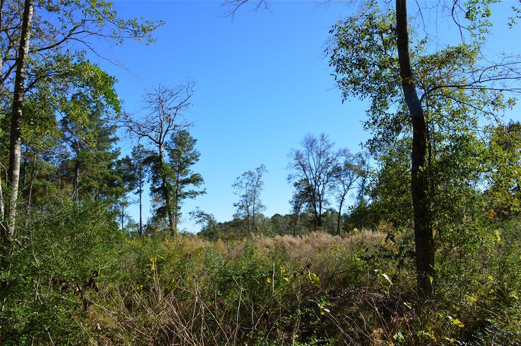 Tract #3 County Road 302, Plantersville, Texas image 7