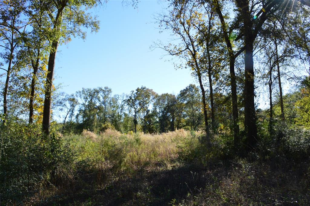 Tract #3 County Road 302, Plantersville, Texas image 11