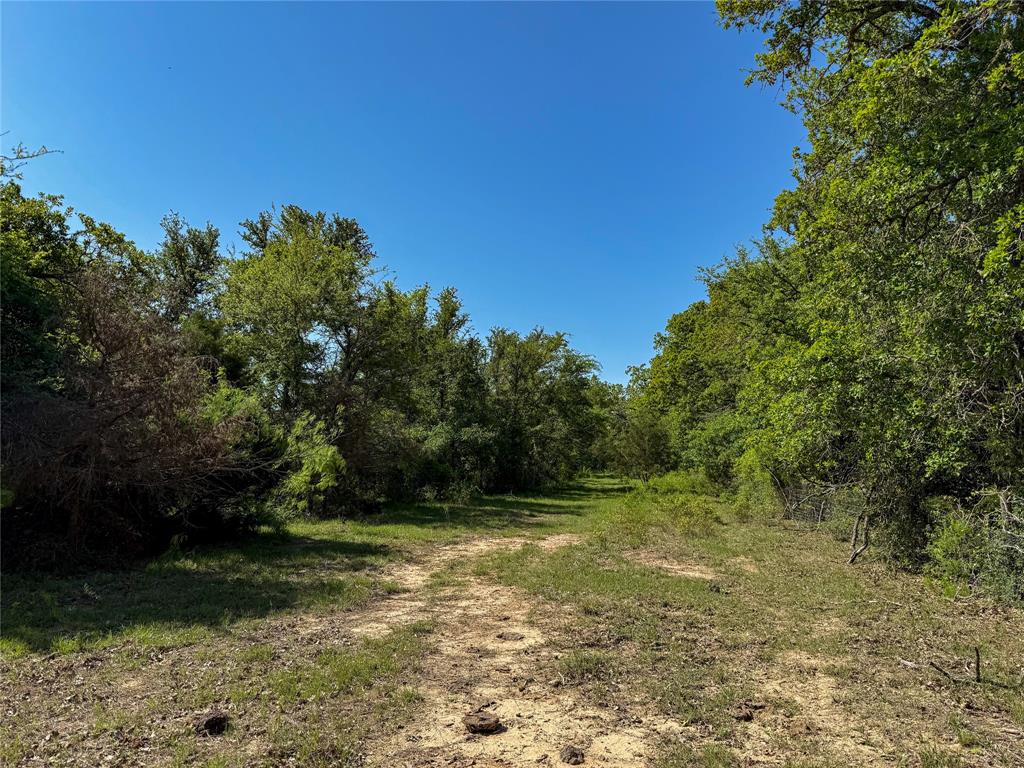 33.8+/- Acres N Hwy 36, Milano, Texas image 11