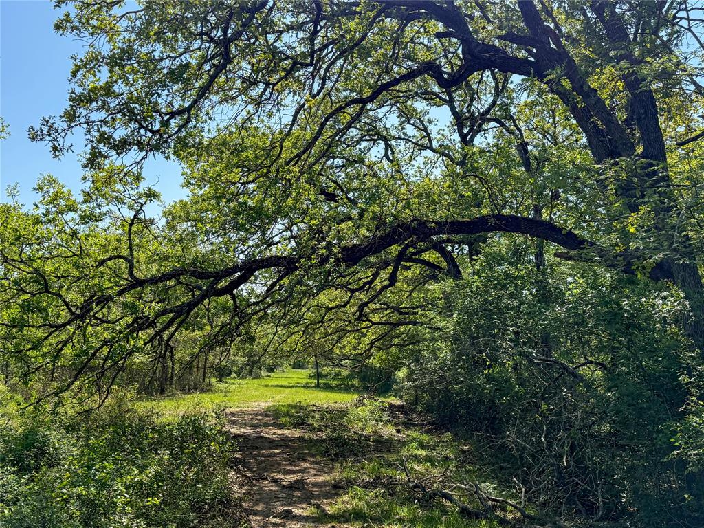 33.8+/- Acres N Hwy 36, Milano, Texas image 13