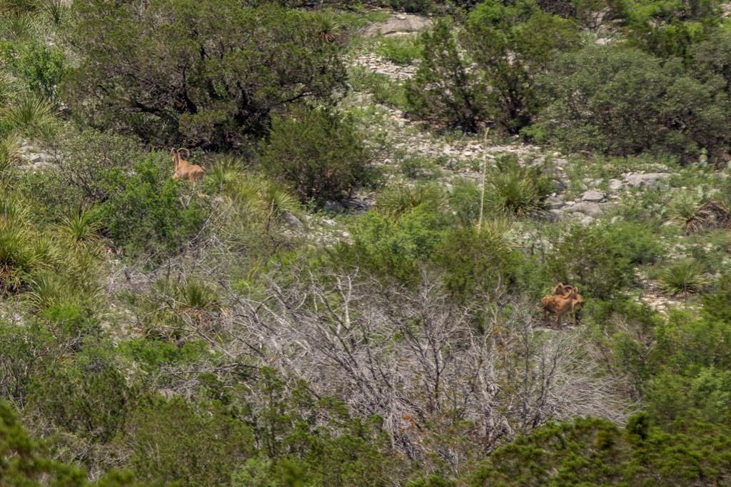 Jdj Ranch, Rocksprings, Texas image 19