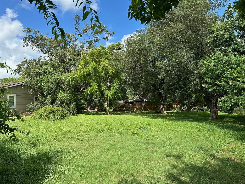 Sycamore, Lake Jackson, Texas image 3