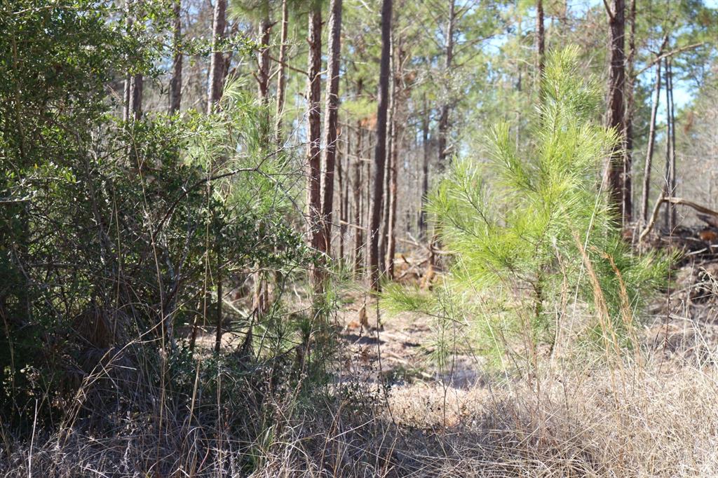 5-2 N Hwy 356, Onalaska, Texas image 29
