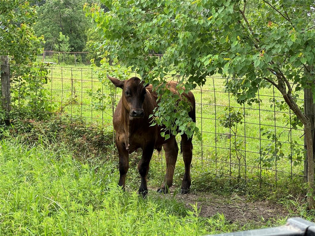 50 Acres : 949 Cr 2061, Hull, Texas image 42