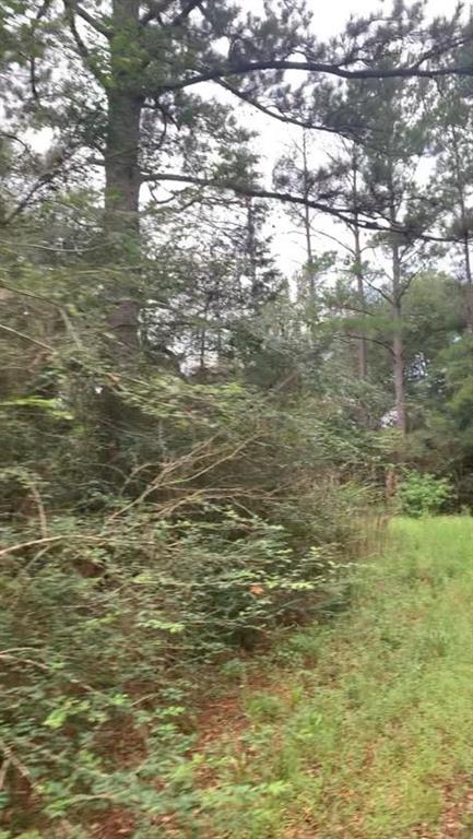 East Indian Trail, Hempstead, Texas image 1